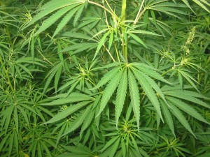 cannabis_01_bgiu